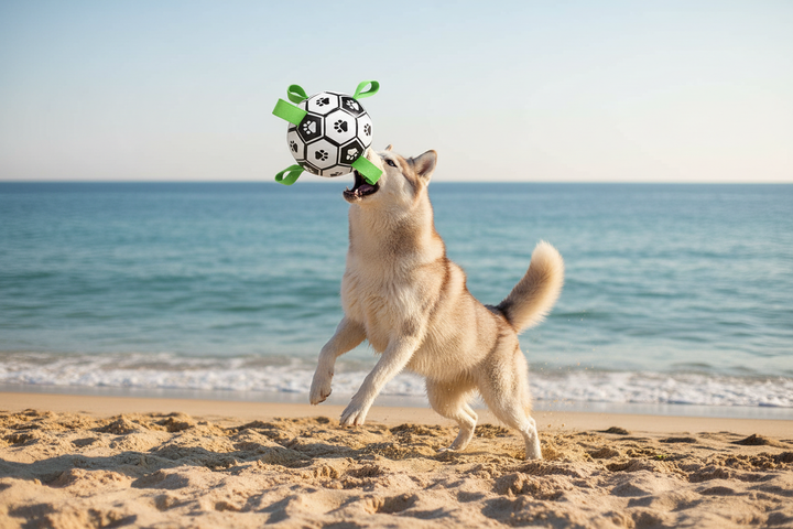 Husky Beach Jump